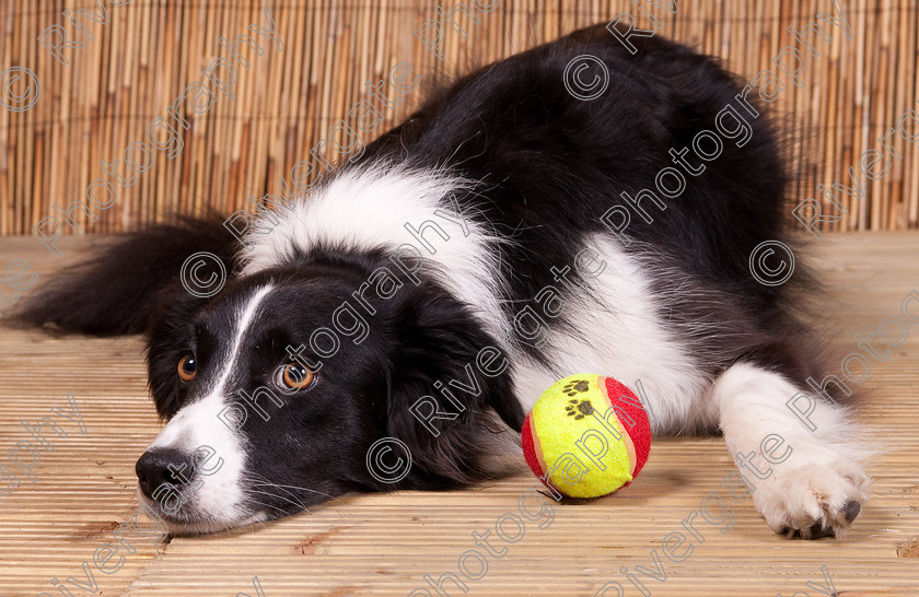 AWC 9628 
 Keywords: 2009, Ower, dogs, july, portraits, wellow agility club