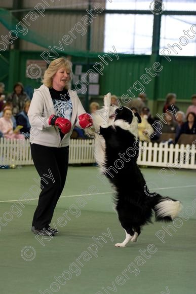 IMG 0048 
 Heelwork to Music and Canine Freestyle events and competition in 2006 held at the Connexion Leisure Centre, Ryton-on-Dunsmore, Coventry. 
 Keywords: 2006, UK, competition, coventry, dog, dog dancing, dog sport, february, heelwork to music, k9freestyle, ryton on dunsmore