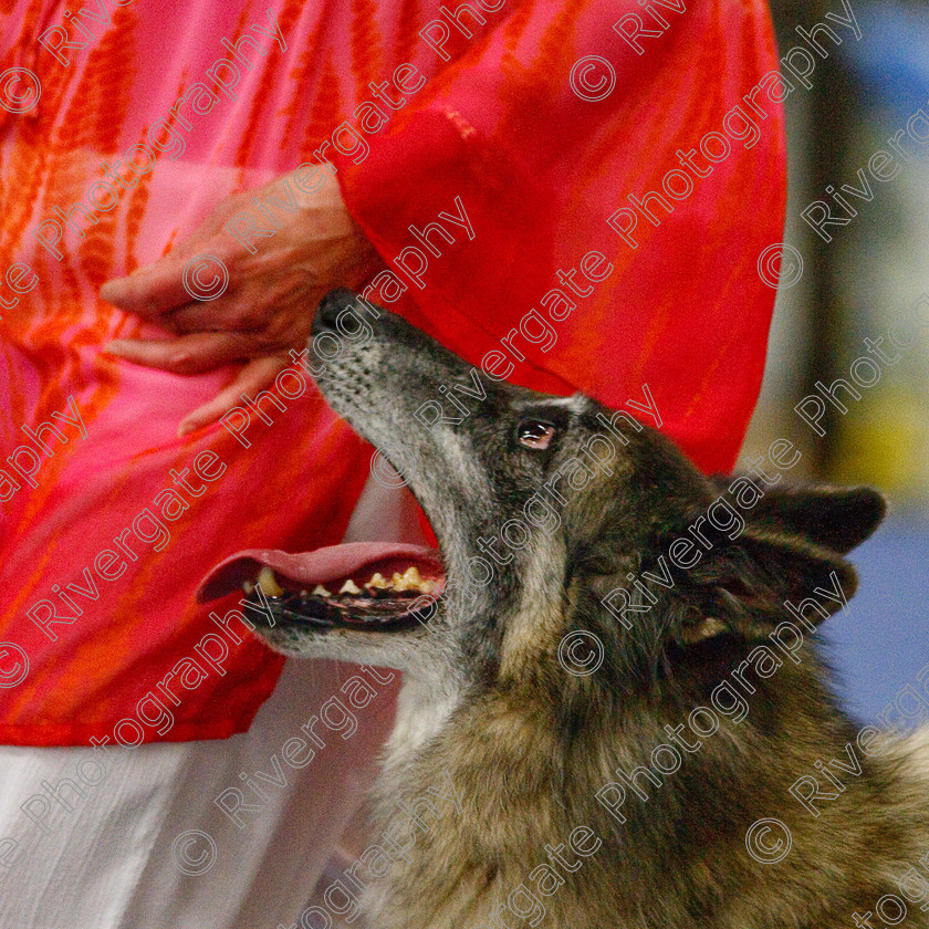 AWC 5940-2 copy 
 Keywords: 2009, Barnard Castle, Corsini Quinzano, County Durham, DL12 8DS, Intermediate Heelwork to Music, May, Northern Mutts N Music, Royal Canin, Strathmore Road, Teesdale Sports Centre, Tervueren, canine freestyle, competition, heelwork to music, margaret booth