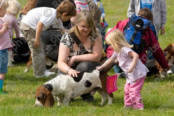 IMG 3191 
 Hatfield House Country Show 2008 Albany Bassett Hounds 
 Keywords: albany bassett hounds, hatfield house country show, meet and greet, pet, stroke