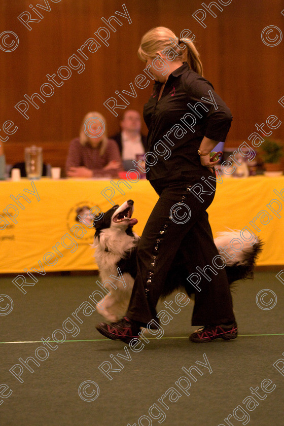 AWC 1716 
 Keywords: 2010, april, competition, heelwork to music, louise ballard, starters heelwork to music part 2, west glen