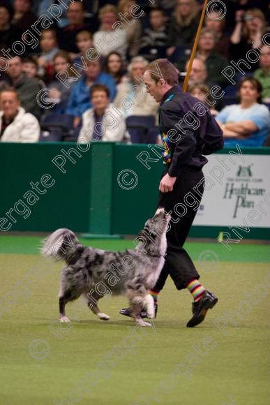 IMG 7244 
 Crufts Heelwork to Music and Canine Freestyle Competition Finals 
 Keywords: 2008, Arena, Display, NEC, birmingham, canine freestyle, crufts, dancing, dogs, heelwork to music, htm, march, performance, pogo, pot black routine, richard curtis