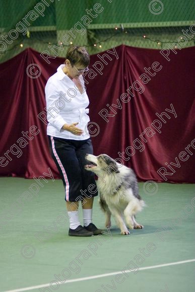 IMG 2687 
 Keywords: 2008, canine freestyle, competition, connexions leisure centre, coventry, dancing with dogs, december, freestyle, heelwork to music, january, paws and music, paws n music, ryton, ryton on dunsmore, Linda Glover, WSD, working sheepdog