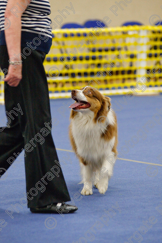 AWC 6456 
 Keywords: 2009, Barnard Castle, County Durham, DL12 8DS, Judges: Jackie Clarke, May, Northern Mutts N Music, Royal Canin, Starters Freestyle, Strathmore Road, Teesdale Sports Centre, canine freestyle, competition, heelwork to music