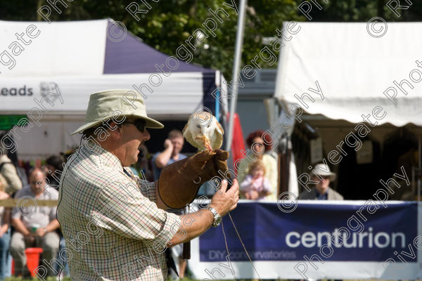 IMG 3455 
 Hatfield House Country Show 2008 Birds of Prey and Falconry 
 Keywords: Hatfield House Country Show, Birds of Prey, Falconry, Arena Demonstration, James McKay and son.