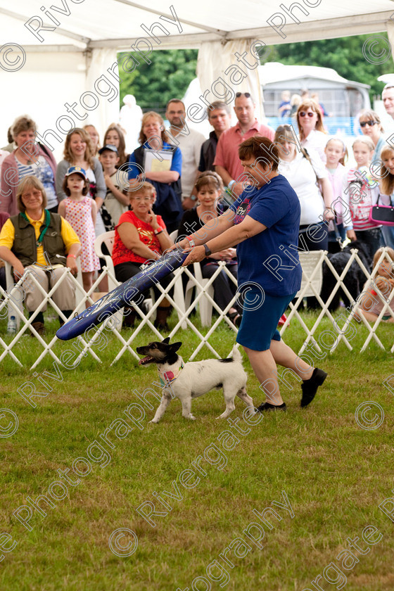 AWC 8131 
 Keywords: 2009, England, June, MDS Ltd, Paws in the Park, UK, broadlands, competition, hampshire, heelwork to music, paws in music, romsey