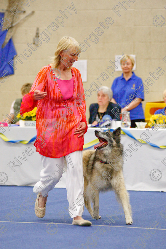 AWC 5938 
 Keywords: 2009, Barnard Castle, Corsini Quinzano, County Durham, DL12 8DS, Intermediate Heelwork to Music, May, Northern Mutts N Music, Royal Canin, Strathmore Road, Teesdale Sports Centre, Tervueren, canine freestyle, competition, heelwork to music, margaret booth