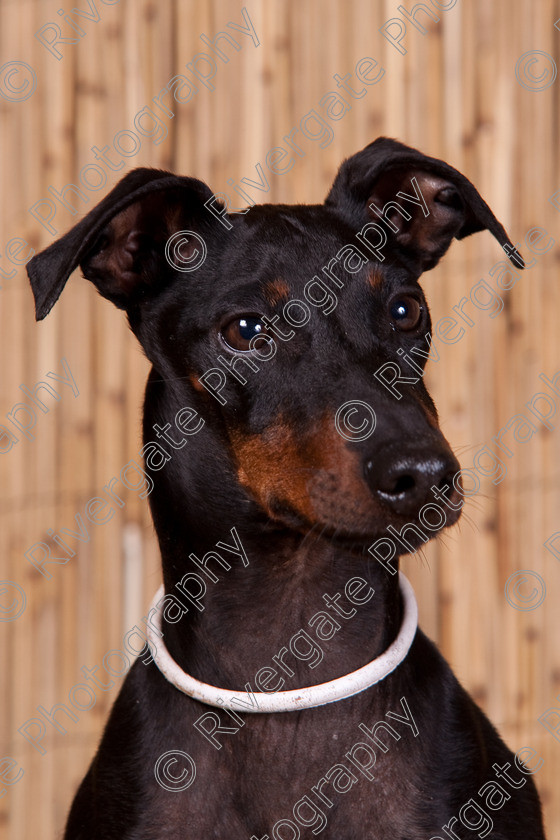 AWC 9708 
 Keywords: 2009, Ower, dogs, july, portraits, wellow agility club