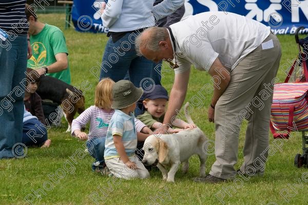 IMG 3206 
 Hatfield House Country Show 2008 Albany Bassett Hounds 
 Keywords: albany bassett hounds, hatfield house country show, meet and greet, pet, stroke