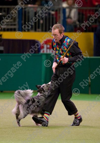 IMG 7233 
 Crufts Heelwork to Music and Canine Freestyle Competition Finals 
 Keywords: 2008, Arena, Display, NEC, birmingham, canine freestyle, crufts, dancing, dogs, heelwork to music, htm, march, performance, pogo, pot black routine, richard curtis