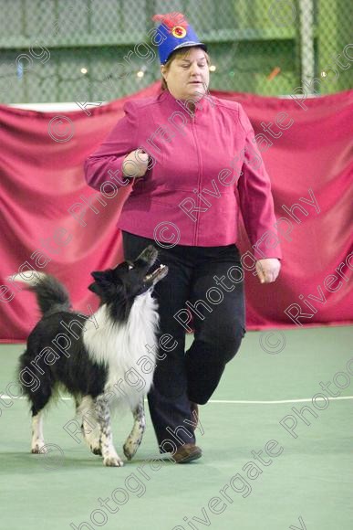 IMG 2726 
 Paws n Music, Heelwork to Music competition held at Ryton on Dunsmore, Coventry. 
 Keywords: 2008, canine freestyle, competition, connexions leisure centre, coventry, dancing with dogs, december, freestyle, heelwork to music, january, paws and music, paws n music, ryton, ryton on dunsmore, Kay Laurence, border collie