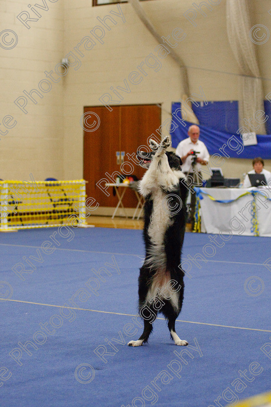 AWC 5908 
 Keywords: 2009, Barnard Castle, County Durham, DL12 8DS, Genabacab Quntilla, Intermediate Heelwork to Music, May, Northern Mutts N Music, Royal Canin, Strathmore Road, Teesdale Sports Centre, canine freestyle, competition, heelwork to music, roger reed, working sheepdog