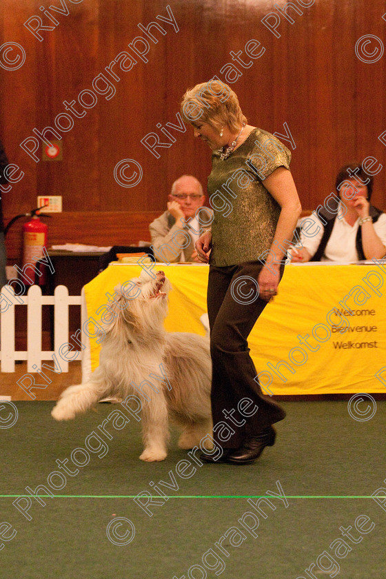 AWC 2331 
 Keywords: 2010, Lesley Neville, april, competition, heelwork to music, novice heelwork to music part 2, west glen