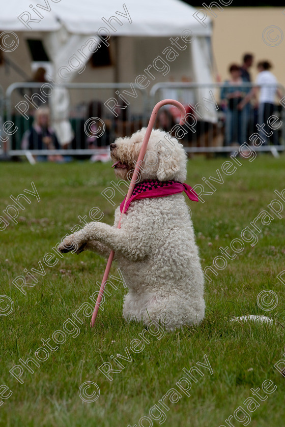 AWC 7889 
 Keywords: 2009, England, June, MDS Ltd, Paws in the Park, UK, broadlands, dog, eileen, hampshire, lilly, romsey, white