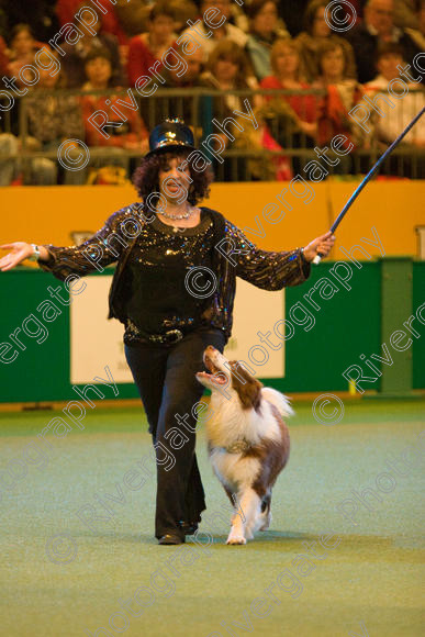 IMG 7361 
 Ann De Rizzio with Stillmoor Touch of Spice performing at Crufts 2008 in the Arena at the NEC Birmingham 
 Keywords: 2008, Arena, BC, Display, NEC, Stillmoor Touch of Spice, ann de rizzio, birmingham, border collie, canine freestyle, crufts, dancing, dogs, heelwork to music, htm, march, performance