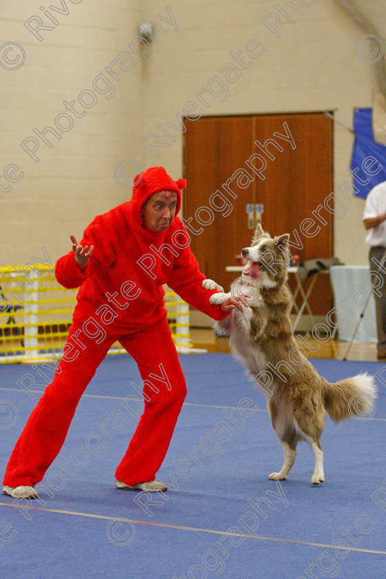 AWC 6783 
 Keywords: 2009, Ann Derizzio, Barnard Castle, Class 6b, County Durham, DL12 8DS, Heather Smith, Judges: Cathy Bates, May, Northern Mutts N Music, Royal Canin, Stillmore Lily the pink at Jessiebees, Strathmore Road, Teesdale Sports Centre, border collie, canine freestyle, competition, heelwork to music, maggie backhouse