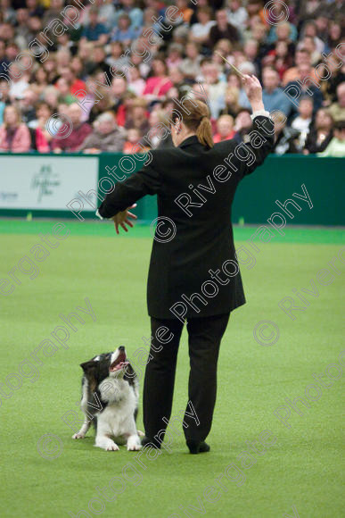 IMG 7585 
 Keywords: 2008, Arena, Display, Iatka Spring Spangle, NEC, WS, birmingham, canine freestyle, crufts, dancing, dogs, heelwork to music, htm, karen sykes, march, performance, working sheepdog