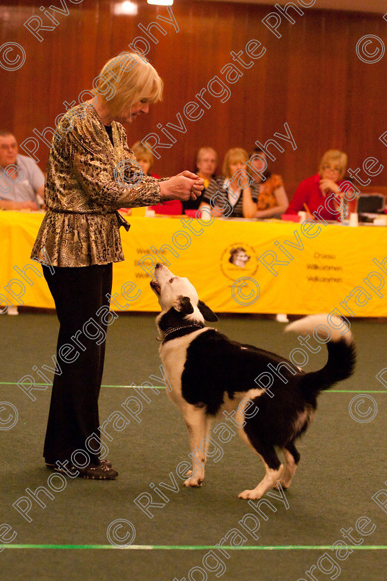 AWC 2824 
 Keywords: 2010, Intermediate Freestyle Part 2, alison davidson, april, heelwork to music, westglen