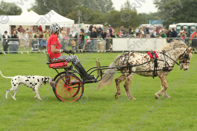 AWC 7195 
 Keywords: 2010, Kent, MDS Shows Ltd, Paws in the Park, arena demonstrations, carraige dogs, dalmatians, paddock wood