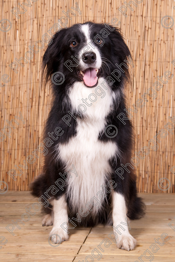 AWC 9552 
 Keywords: 2009, Ower, dogs, july, portraits, wellow agility club