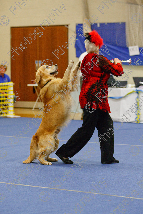 AWC 6615 
 Keywords: 2009, Barnard Castle, Class 6a, County Durham, DL12 8DS, Jeannette Fife, Judges: Penny Draper, May, Northern Mutts N Music, Novice Freestyle, Rainscourt Zi Folly, Richard Curtis, Royal Canin, Strathmore Road, Teesdale Sports Centre, annette lowe, canine freestyle, competition, golden retriever, heelwork to music