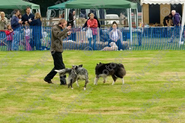 AWC 0216 
 RSPCA Milbrook, Chobham, Woking, 2005, arena demonstrations and displays, charity 
 Keywords: brace, millbrook, two dogs, woking