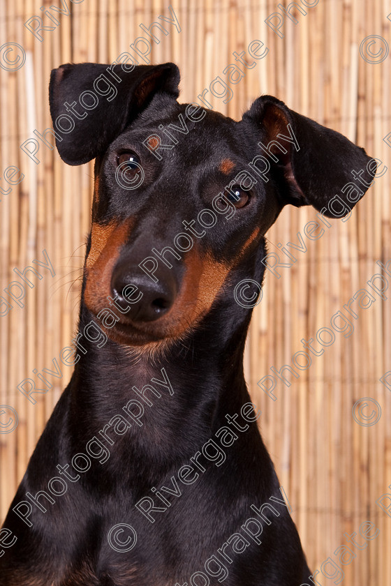 AWC 9577 
 Keywords: 2009, Ower, dogs, july, portraits, wellow agility club