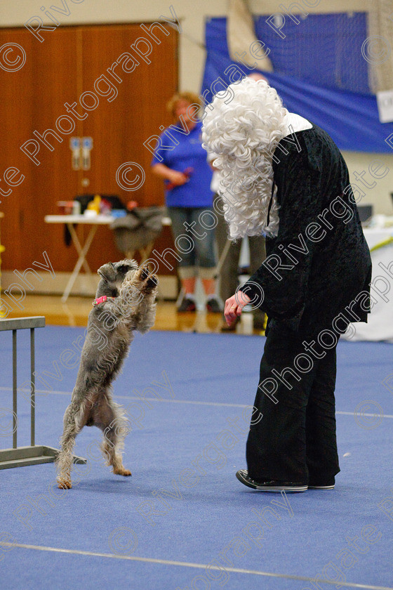 AWC 6571 
 Keywords: 2009, Barnard Castle, Class 6a, County Durham, DL12 8DS, Jennifer Martindale, Judges: Penny Draper, May, Miniature Schnauzer, Northern Mutts N Music, Novice Freestyle, Richard Curtis, Royal Canin, Sapphire Dream, Strathmore Road, Teesdale Sports Centre, annette lowe, canine freestyle, competition, heelwork to music