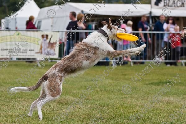 IMG 0163 
 Paws in the Park 2007 at The Hop Farm, Paddock Wood, Kent, organised by MDS Ltd 
 Keywords: 2007, Paws in the Park, The Hop Farm, september, frisbee, disc, dog, canine, catching, jumping, agility, country show, event,