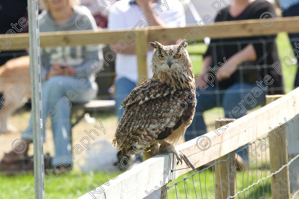 IMG 3461 
 Hatfield House Country Show 2008 Birds of Prey and Falconry 
 Keywords: Hatfield House Country Show, Birds of Prey, Falconry, Arena Demonstration, James McKay and son.