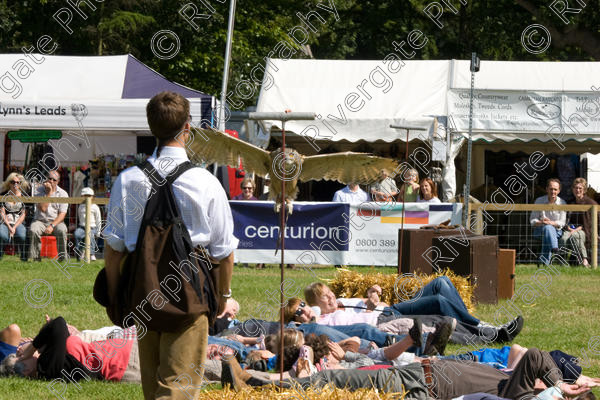 IMG 3469 
 Hatfield House Country Show 2008 Birds of Prey and Falconry 
 Keywords: Hatfield House Country Show, Birds of Prey, Falconry, Arena Demonstration, James McKay and son.