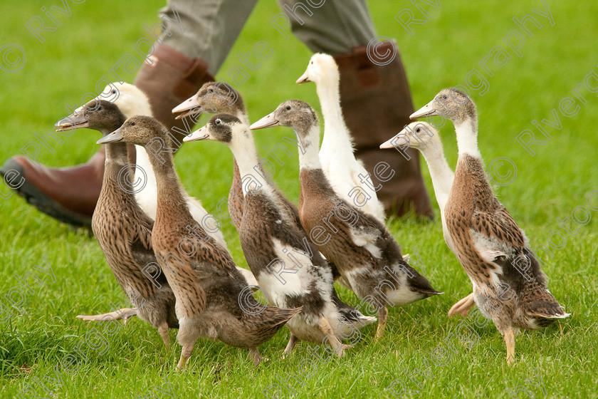 AWC 1140-2 
 Keywords: 0771 313 8528, 2009, England, Harrogate, North Yorkshire, UK, arena demonstration, arena display, august, duck herding, elaine hill, harrogate game fair, info@elainehill-sheepdogs.co.uk, sheepdog display