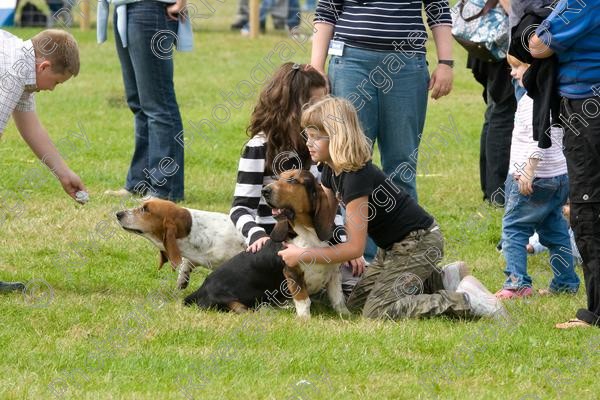 IMG 3232 
 Hatfield House Country Show 2008 Albany Bassett Hounds 
 Keywords: albany bassett hounds, hatfield house country show, meet and greet, pet, stroke