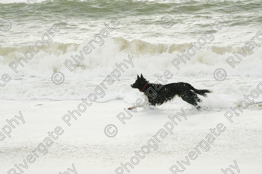 AWC 4199 
 Hengistbury Head, Richard Curtis' dogs on the beach 
 Keywords: 2008, beach, border collie, december, dogs, hengistbury head, random dog, running through surf, unknown dog