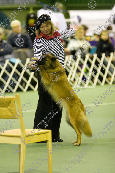 IMG 5820 
 Keywords: 2008, K9 Freestyle, Rugby DTC, canine freestyle, competition, connexions leisure centre, coventry, dancing dogs, february, heelwork to music, , ryton on dunsmore