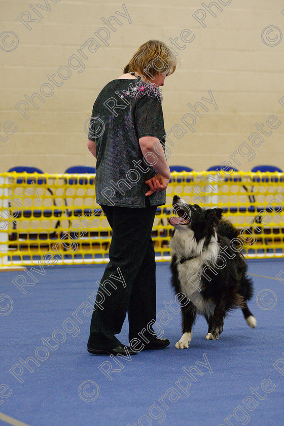 AWC 5893 
 Keywords: 2009, Barbara Whittaker, Barnard Castle, Belverdale Wesley, County Durham, DL12 8DS, Intermediate Heelwork to Music, May, Northern Mutts N Music, Royal Canin, Strathmore Road, Teesdale Sports Centre, border collie, canine freestyle, competition, heelwork to music