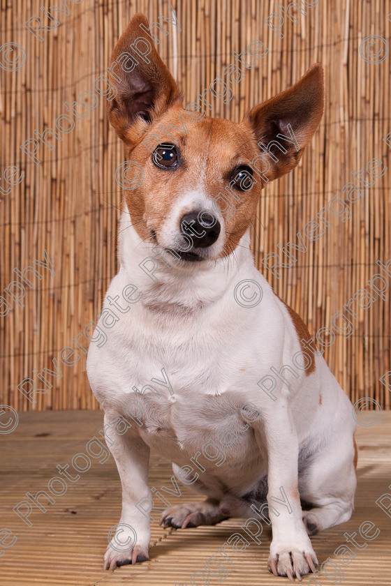 AWC 9440 
 Keywords: 2009, Ower, dogs, july, portraits, wellow agility club