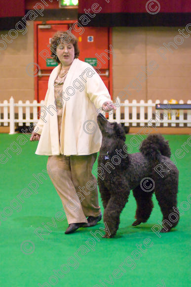 IMG 8654 
 Heelwork to Music and Canine Freestyle Competitions held at Westglen in April 2008 
 Keywords: 2008, Bilford Road, Perdiswell Leisure Centre, WR3 8DX, Worcester, april, competition, heelwork to music, westglen, ruth dunning, advanced, htm, standard poodle