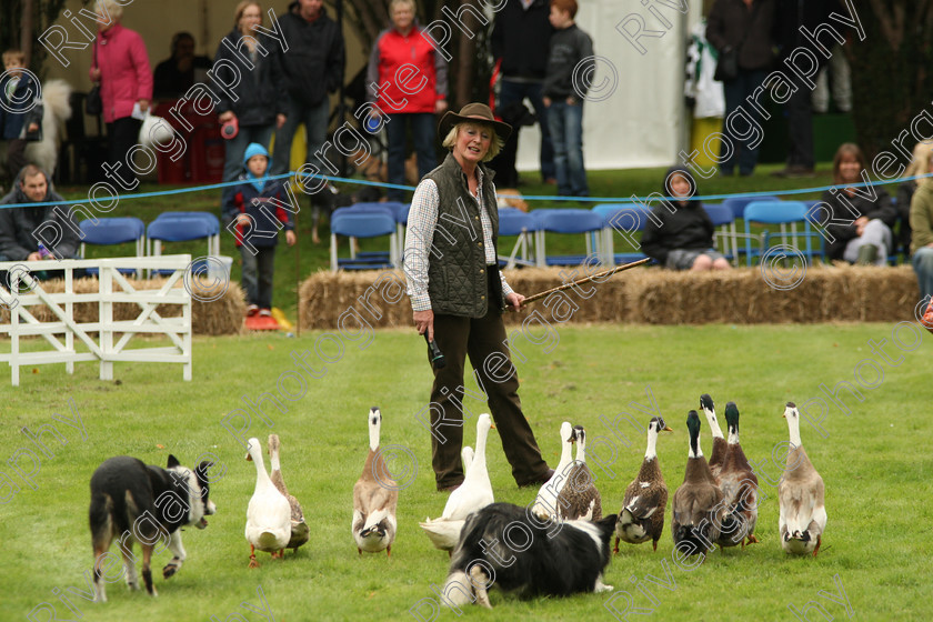 AWC 7514 
 Keywords: ANIMAL HEALTH TRUST, Gala Day, KENTFORD, Lanwades Park, Newmarket, Suffolk, duck herding, ducks, elaine hill sheep dog show