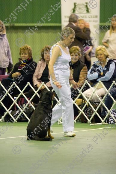 IMG 5793 
 Keywords: 2008, K9 Freestyle, Rugby DTC, canine freestyle, competition, connexions leisure centre, coventry, dancing dogs, february, heelwork to music, , ryton on dunsmore