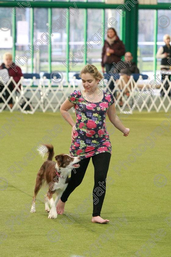 AWC 0288 
 Keywords: Nicci Hindson, heelwork to music competition, rugby dog club