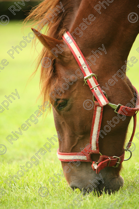 AWC 7609 
 Keywords: ANIMAL HEALTH TRUST, Gala Day, KENTFORD, Lanwades Park, Newmarket, Suffolk, grass, grazing, green, horse