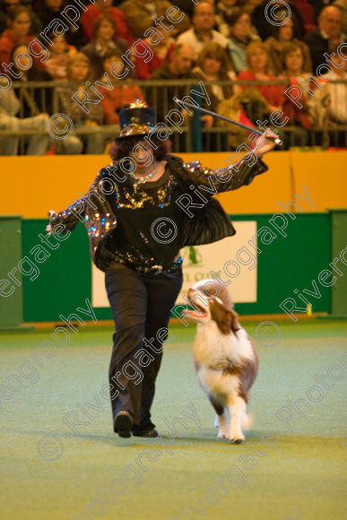 IMG 7363 
 Ann De Rizzio with Stillmoor Touch of Spice performing at Crufts 2008 in the Arena at the NEC Birmingham 
 Keywords: 2008, Arena, BC, Display, NEC, Stillmoor Touch of Spice, ann de rizzio, birmingham, border collie, canine freestyle, crufts, dancing, dogs, heelwork to music, htm, march, performance