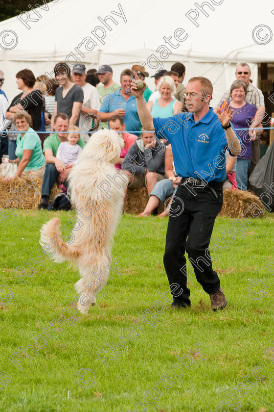 AWC 1386 
 Wanborough Country Show, August 2009, Richard Curtis' K9freestyle Dancing Dog Arena Display 
 Keywords: 2009, arena demonstration, arena display, august, canine freestyle, dog dancing, dog display, England, heelwork to music, k9freestyle, Lynch Field, Lynch Field, Wanborough, Wiltshire, England, UK, richard curtis, UK, wanborough country show, Wanborough, Wiltshire