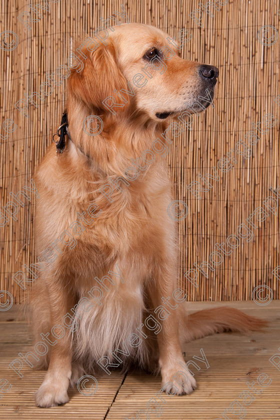 AWC 9664 
 Keywords: 2009, Ower, dogs, july, portraits, wellow agility club