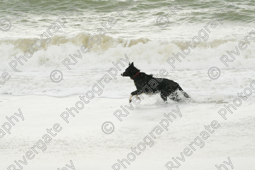 AWC 4198 
 Hengistbury Head, Richard Curtis' dogs on the beach 
 Keywords: 2008, beach, border collie, december, dogs, hengistbury head, random dog, running through surf, unknown dog