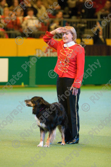 IMG 7484 
 Mary Muxworthy performing Advanced Heelwork to Music at the Crufts competition at the NEC Arena in Birmingham in March 2008 
 Keywords: 2008, Arena, Collywobble Cenltic Harry, Display, NEC, WS, Working Sheep dog, birmingham, canine freestyle, crufts, dancing, dogs, heelwork to music, htm, march, mary muxworthy, performance