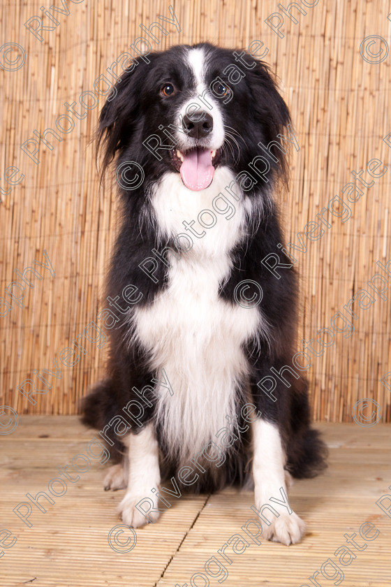 AWC 9553 
 Keywords: 2009, Ower, dogs, july, portraits, wellow agility club