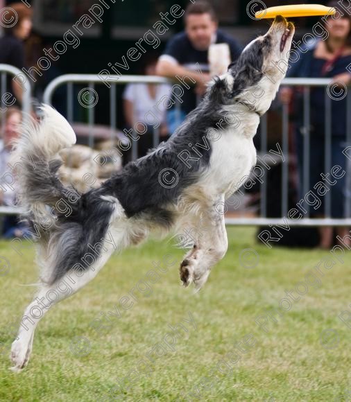 IMG 0171-2 
 Paws in the Park 2007 at The Hop Farm, Paddock Wood, Kent, organised by MDS Ltd 
 Keywords: 2007, Paws in the Park, The Hop Farm, september, frisbee, disc, dog, canine, catching, jumping, agility, country show, event,