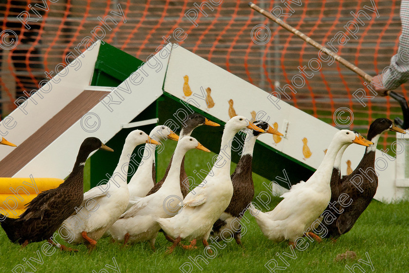 AWC 0776-2 
 Keywords: 0771 313 8528, 2009, England, Harrogate, North Yorkshire, UK, arena demonstration, arena display, august, duck herding, elaine hill, harrogate game fair, info@elainehill-sheepdogs.co.uk, sheepdog display